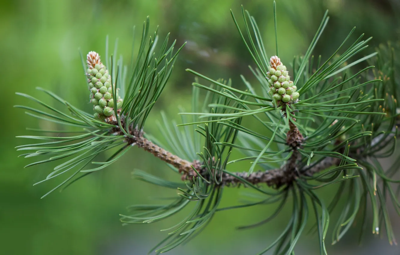 Photo wallpaper needles, branches, bumps, pine