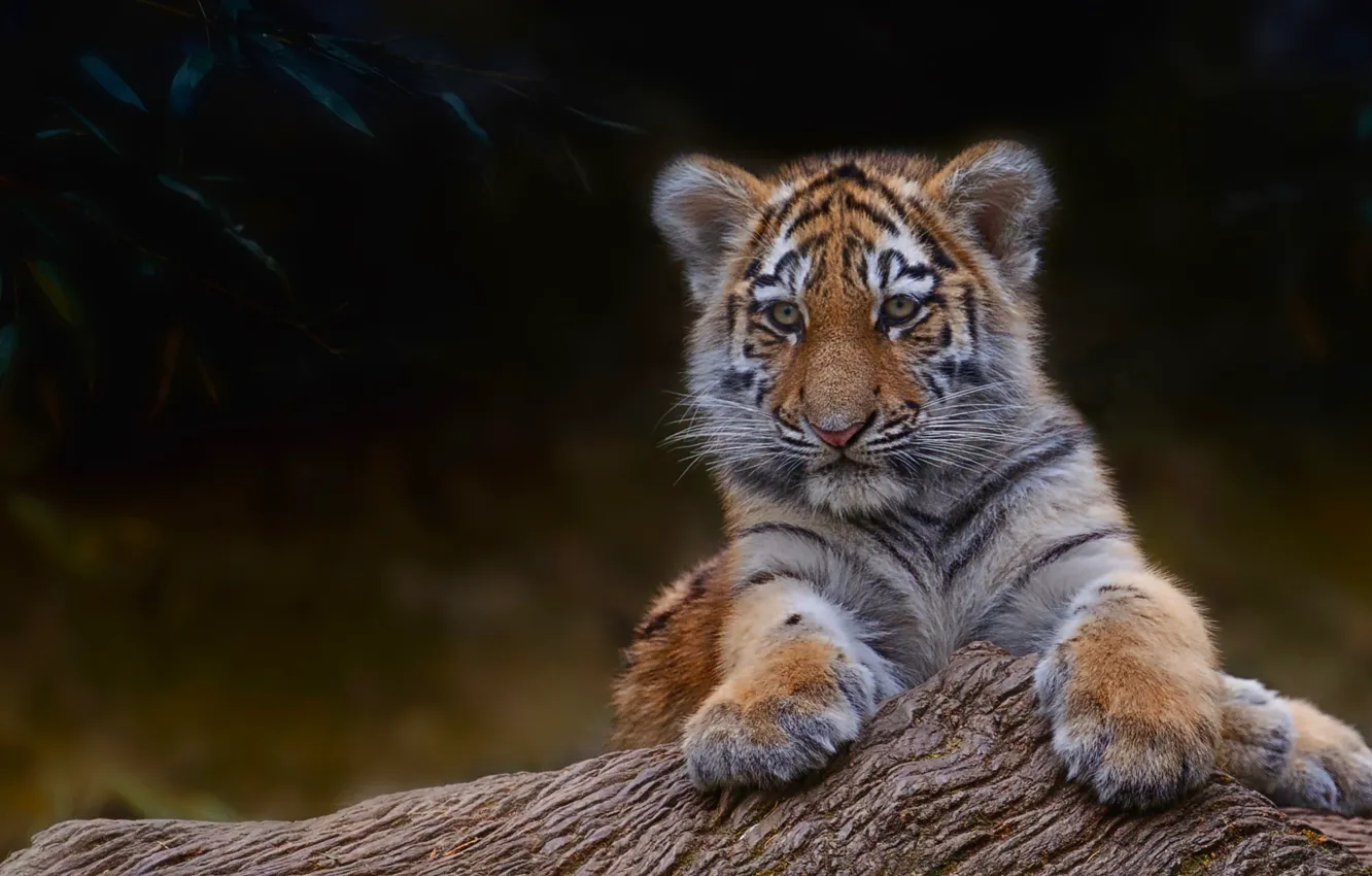 Photo wallpaper trees, branches, tiger, small