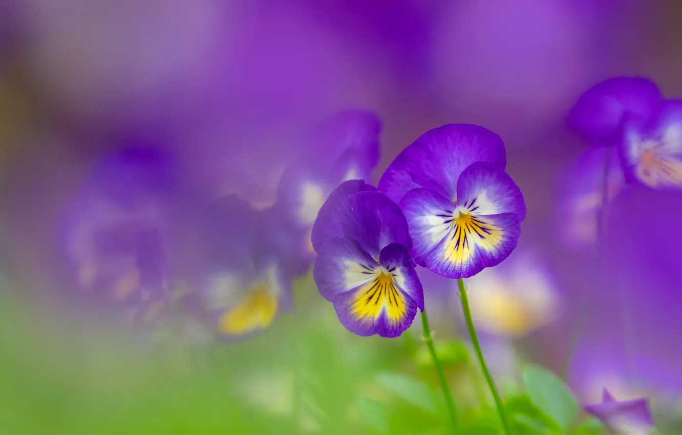 Photo wallpaper flowers, garden, Pansy, lilac, bokeh, viola, lilac background