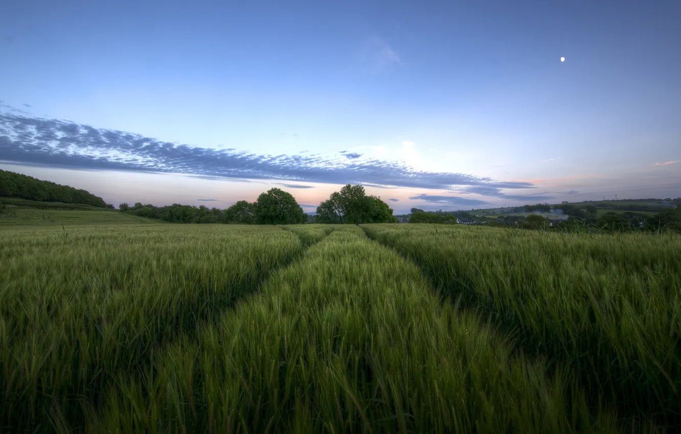 Photo wallpaper field, the sky, clouds, trees, the moon, the evening, UK, twilight