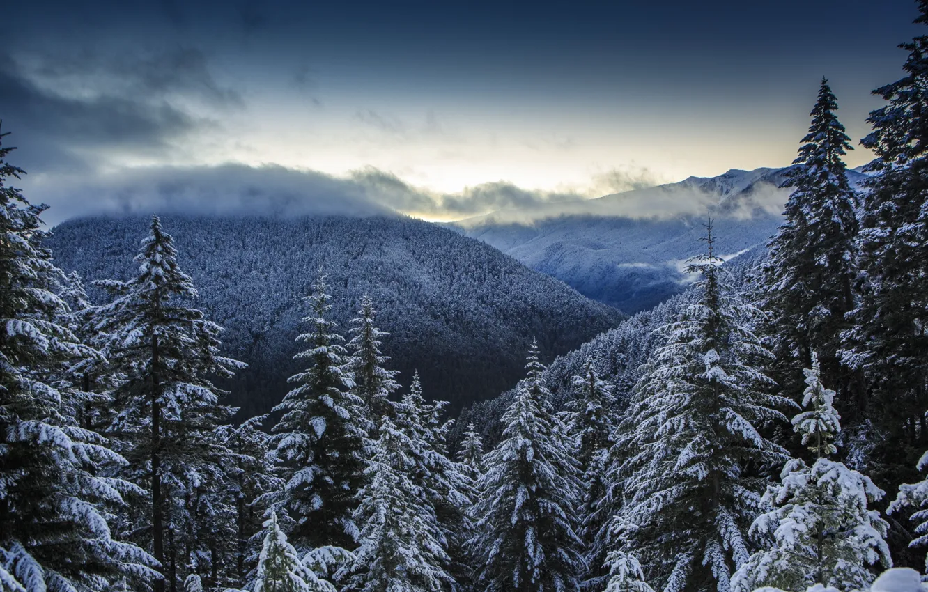 Photo wallpaper winter, forest, clouds, snow, mountains, nature, panorama, Olympic National Park