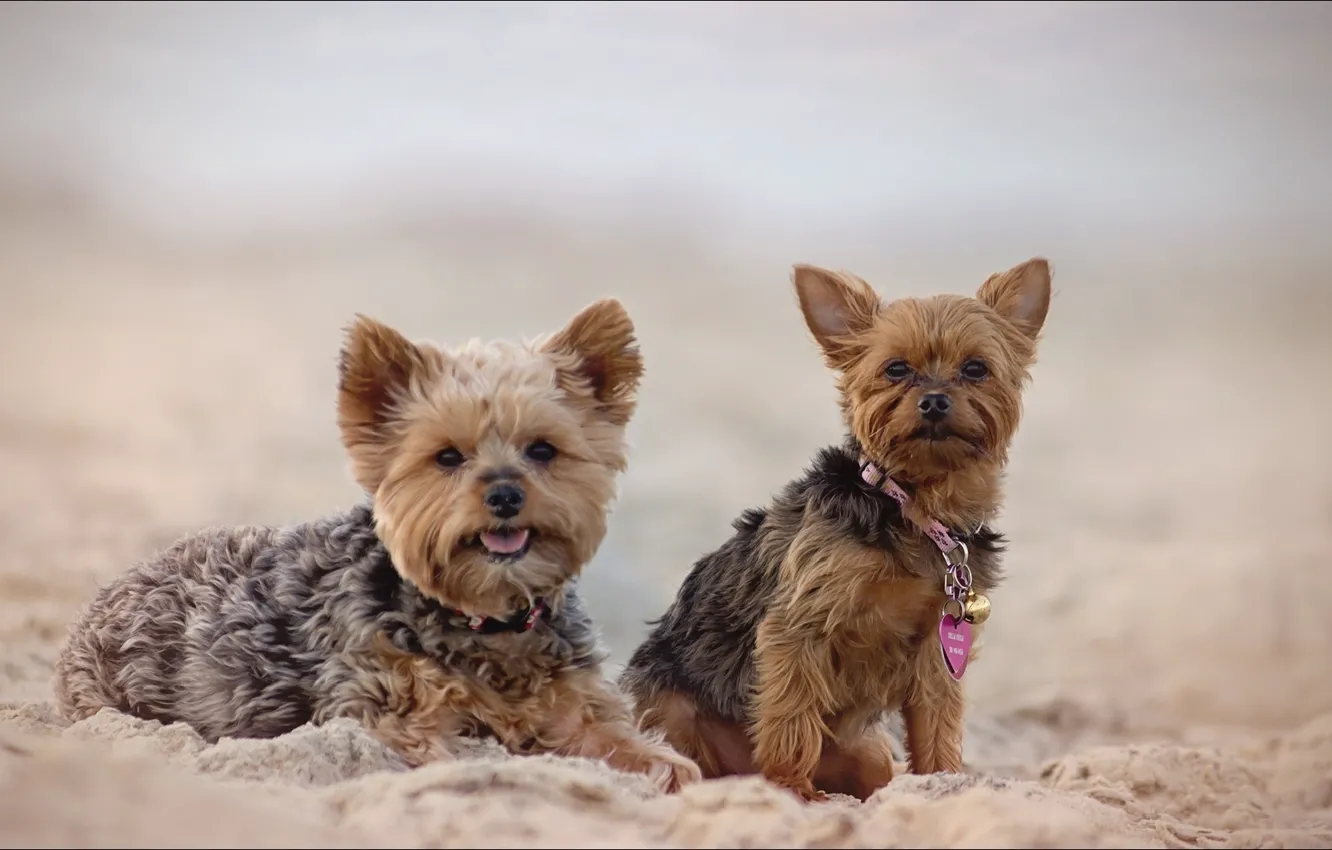 Photo wallpaper animals, two, dogs