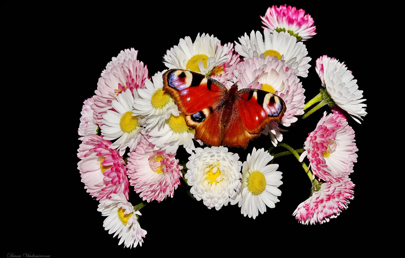 Photo wallpaper macro, flowers, butterfly, Daisy