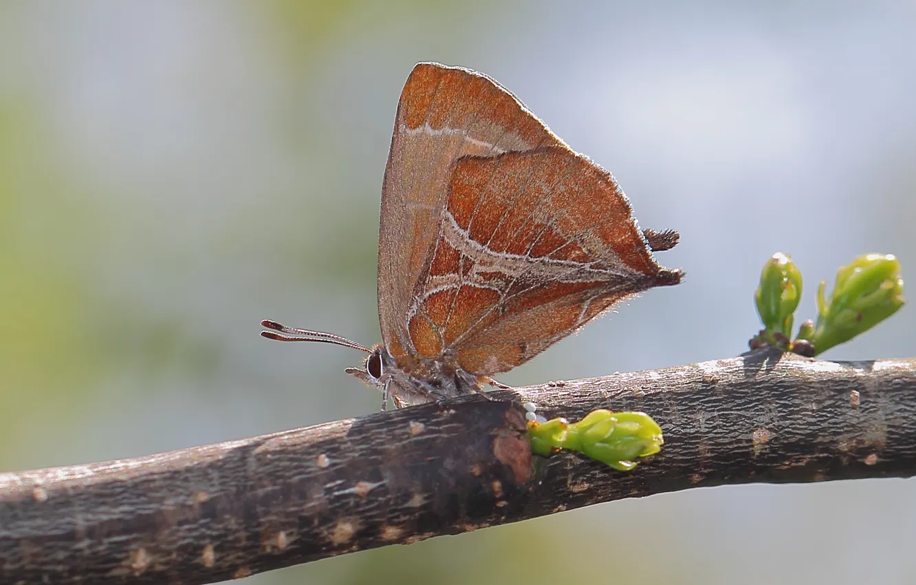 Photo wallpaper branches, butterfly, wings, insect, kidney