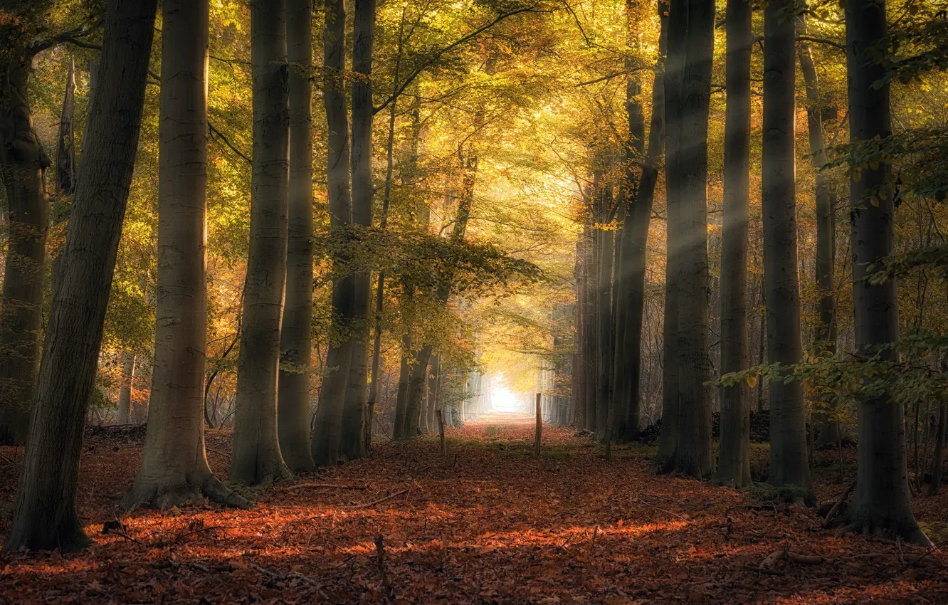 Photo wallpaper autumn, leaves, trees, nature