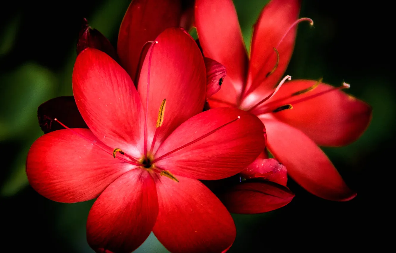 Photo wallpaper macro, nature, petals