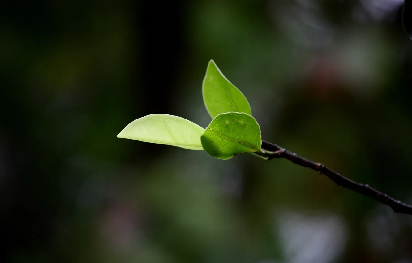 Photo wallpaper leaves, macro, branches, nature