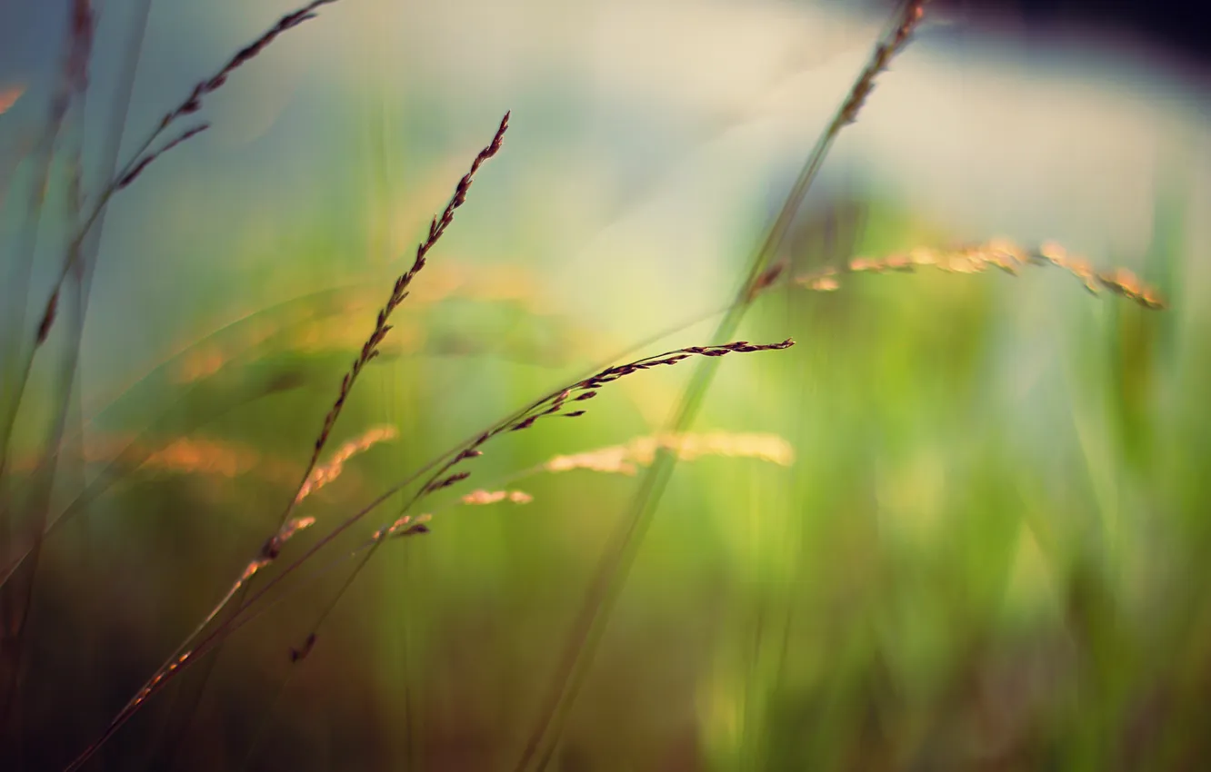 Photo wallpaper greens, grass, macro, blur, spike