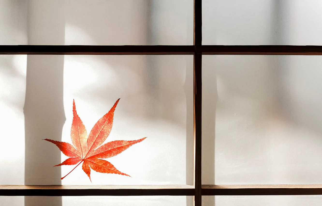 Photo wallpaper glass, leaves, red, window, maple