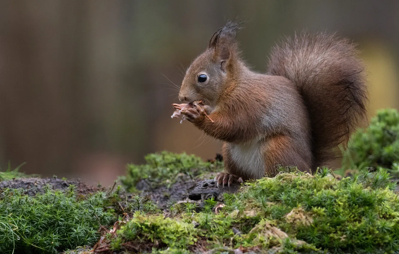 Photo wallpaper forest, nature, background, moss, protein, sitting, chews, lunch