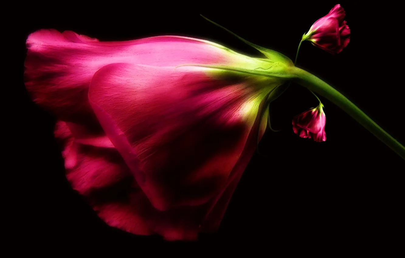 Photo wallpaper flowers, petals, pink, black background