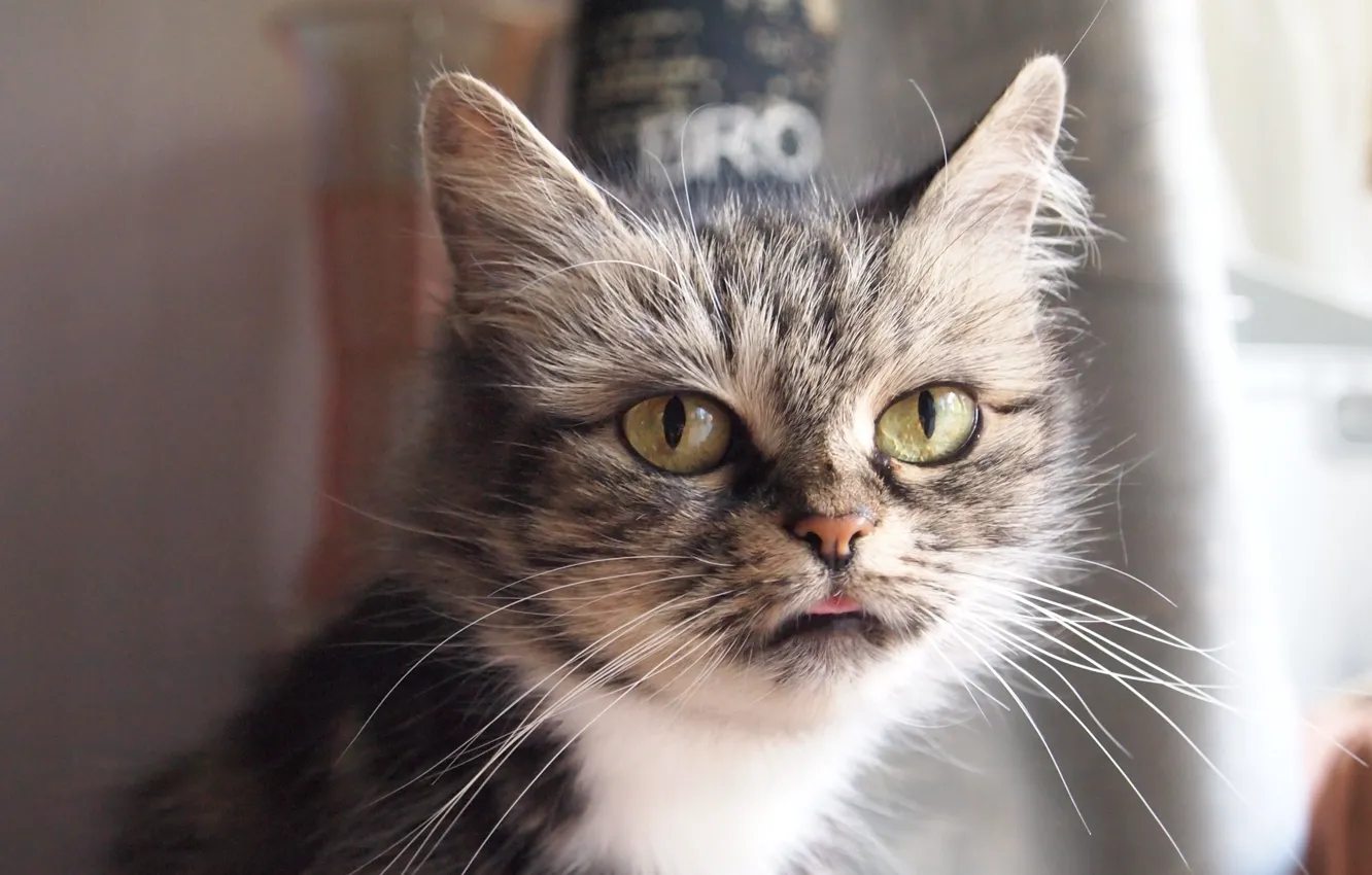 Photo wallpaper cat, animal, Fox