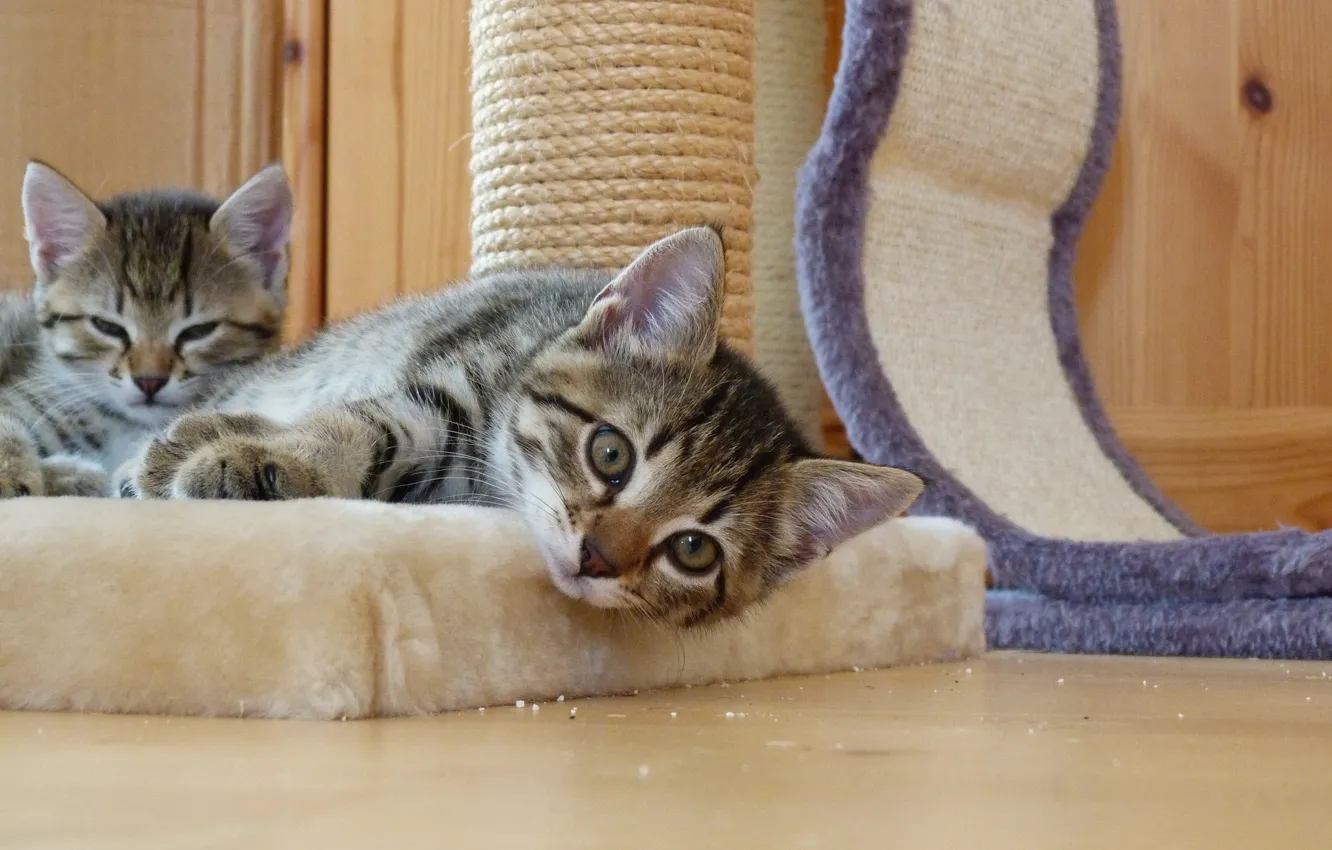Photo wallpaper cat, look, grey, room, stay, lies, fur, kitty