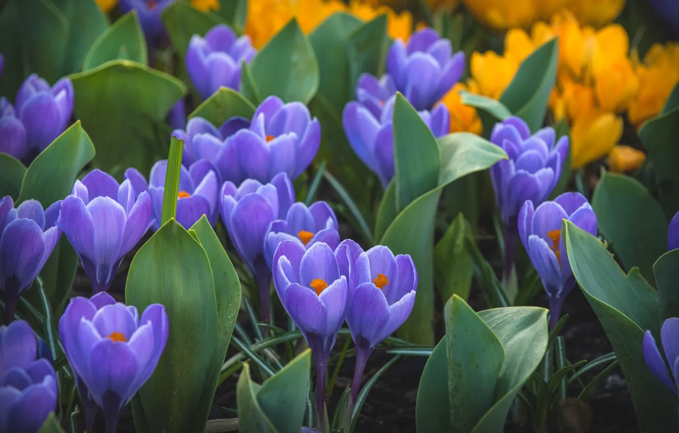Photo wallpaper crocuses, lilac, saffron