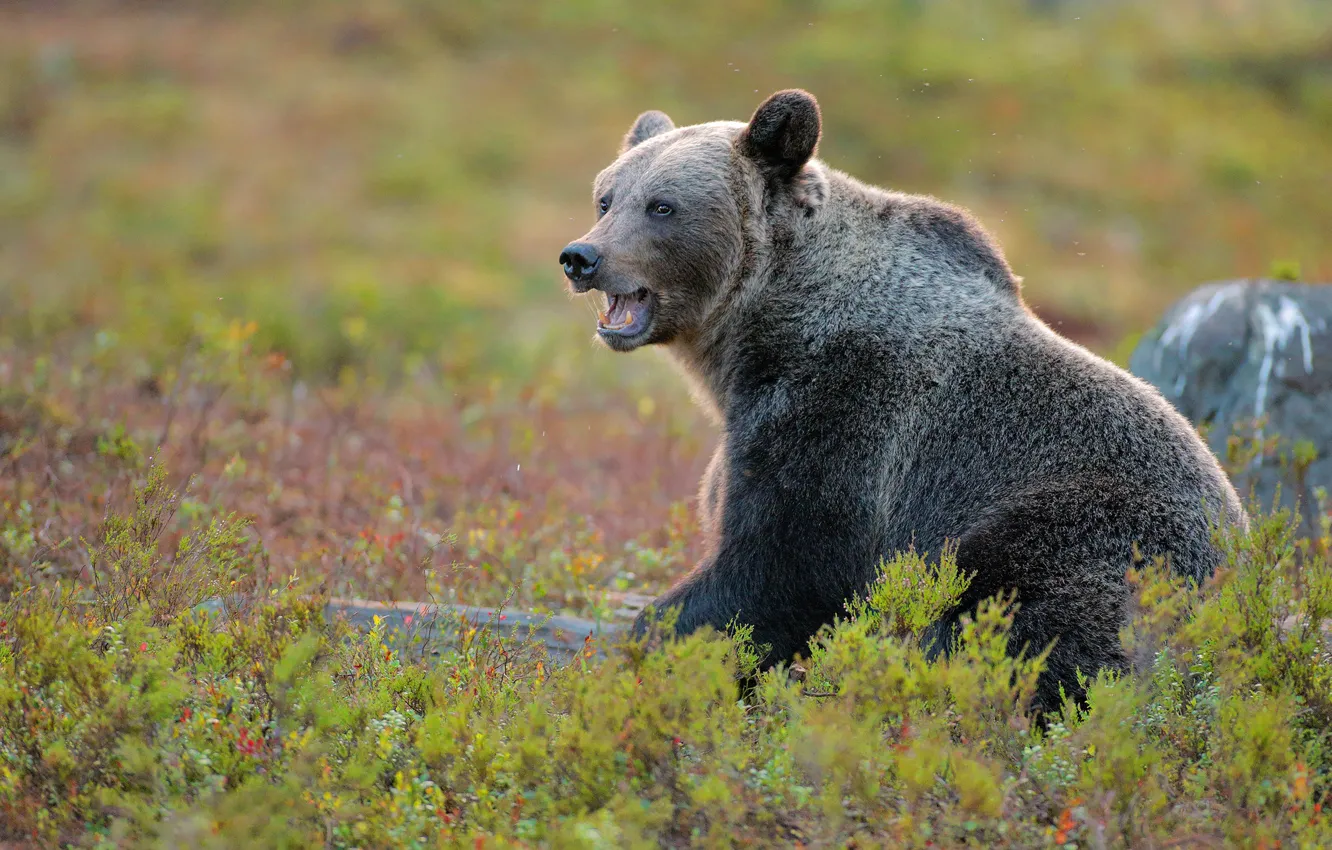 Photo wallpaper look, bear, face, glade, sitting, Heather