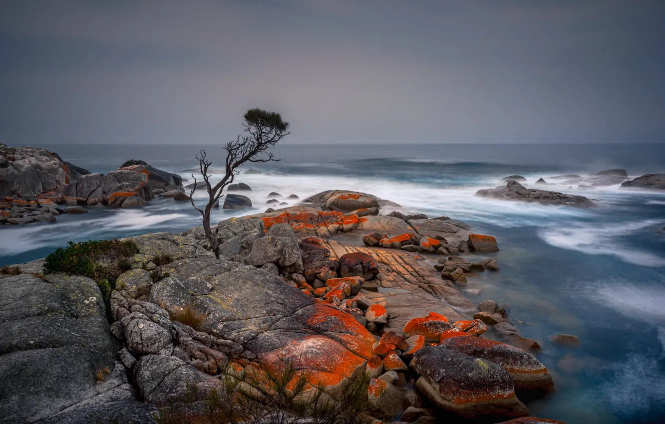 Photo wallpaper sea, tree, shore, Tasmania, Binalong Bay