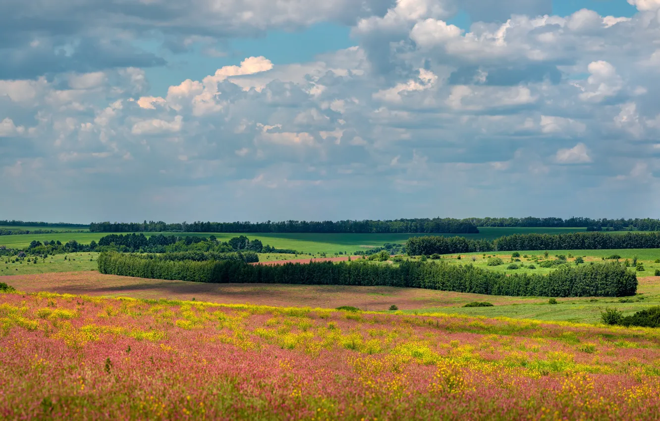 Photo wallpaper field, forest, clouds, flowers