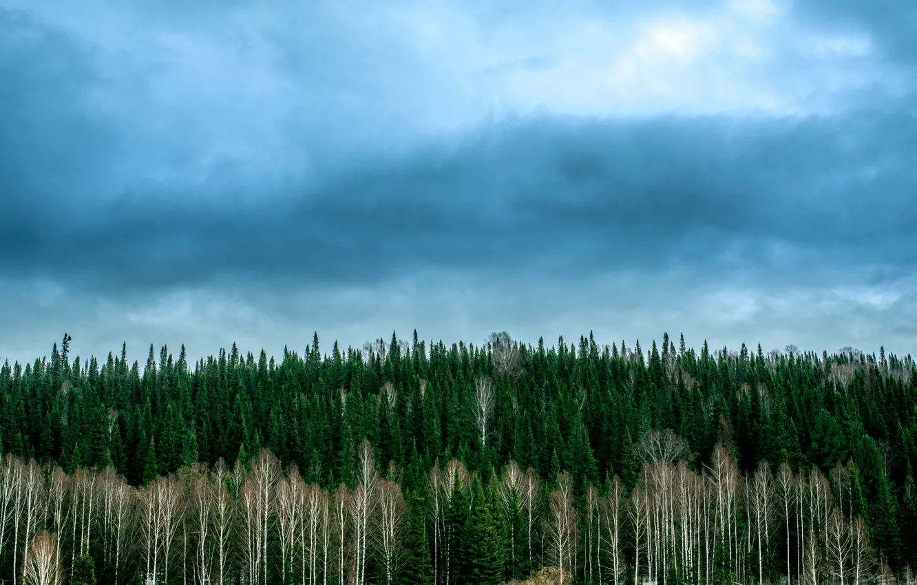 Photo wallpaper forest, the sky, nature