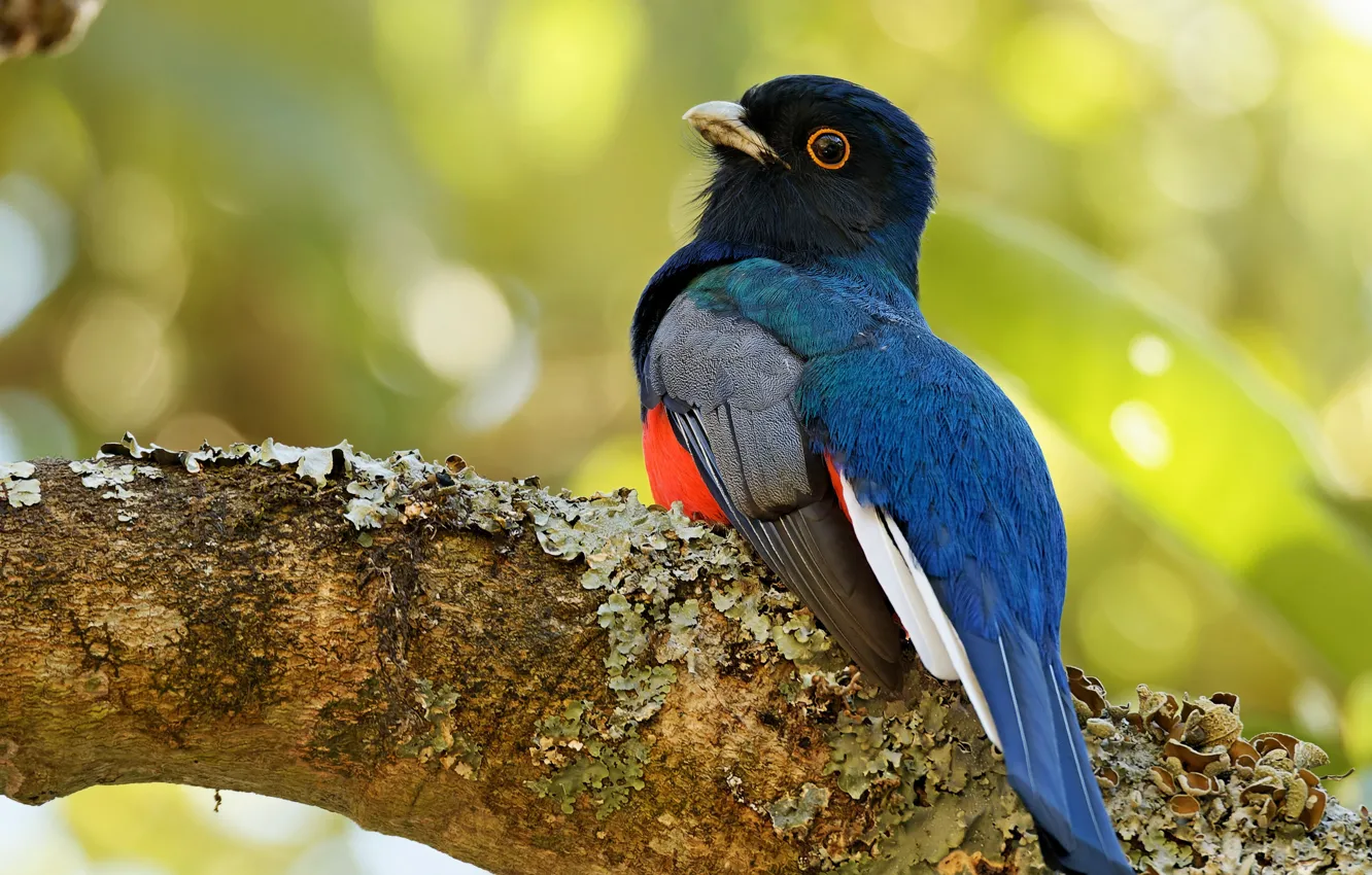 Photo wallpaper trees, branches, bird, bokeh, bright plumage, trogon, sineshapochny trogon