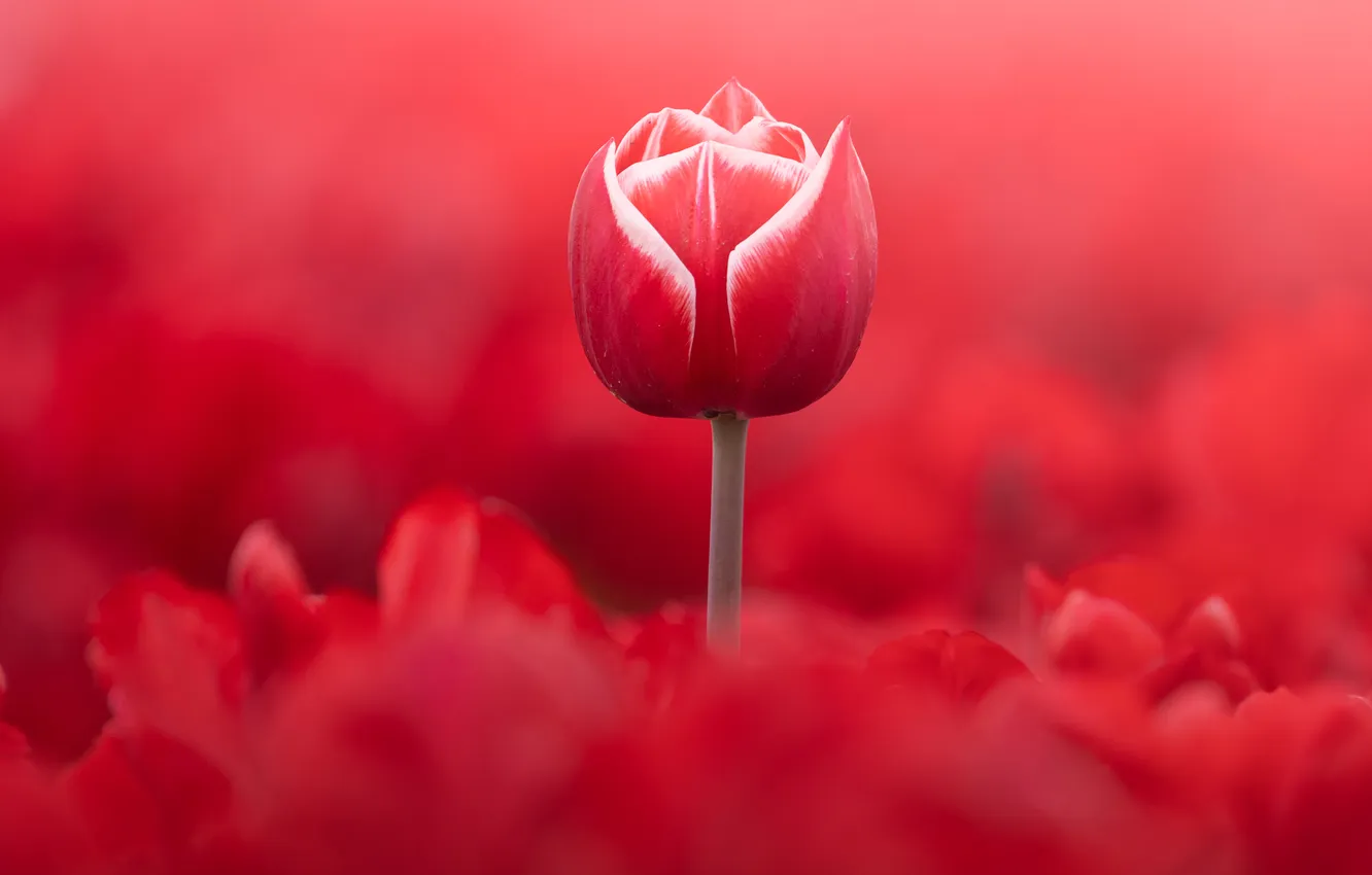 Photo wallpaper red, background, tulips, buds