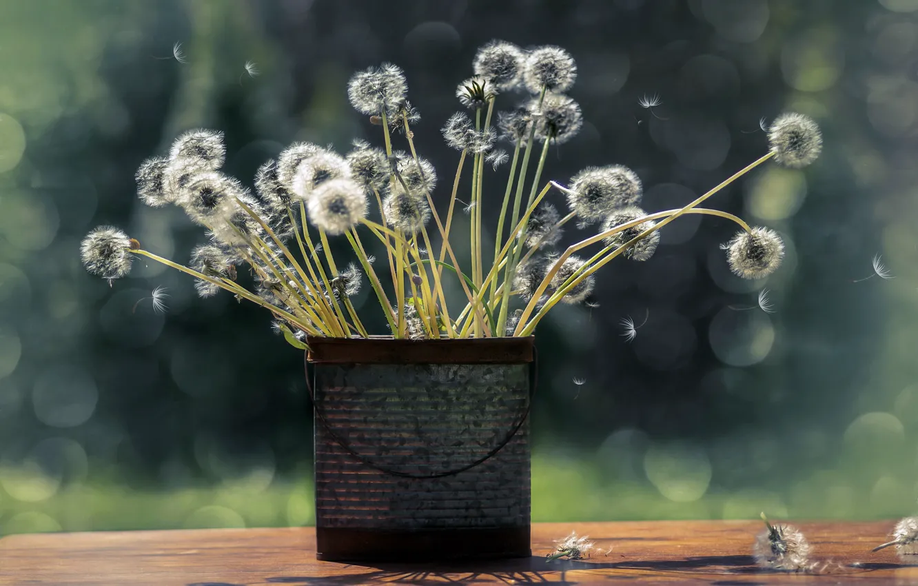 Photo wallpaper flowers, background, dandelion