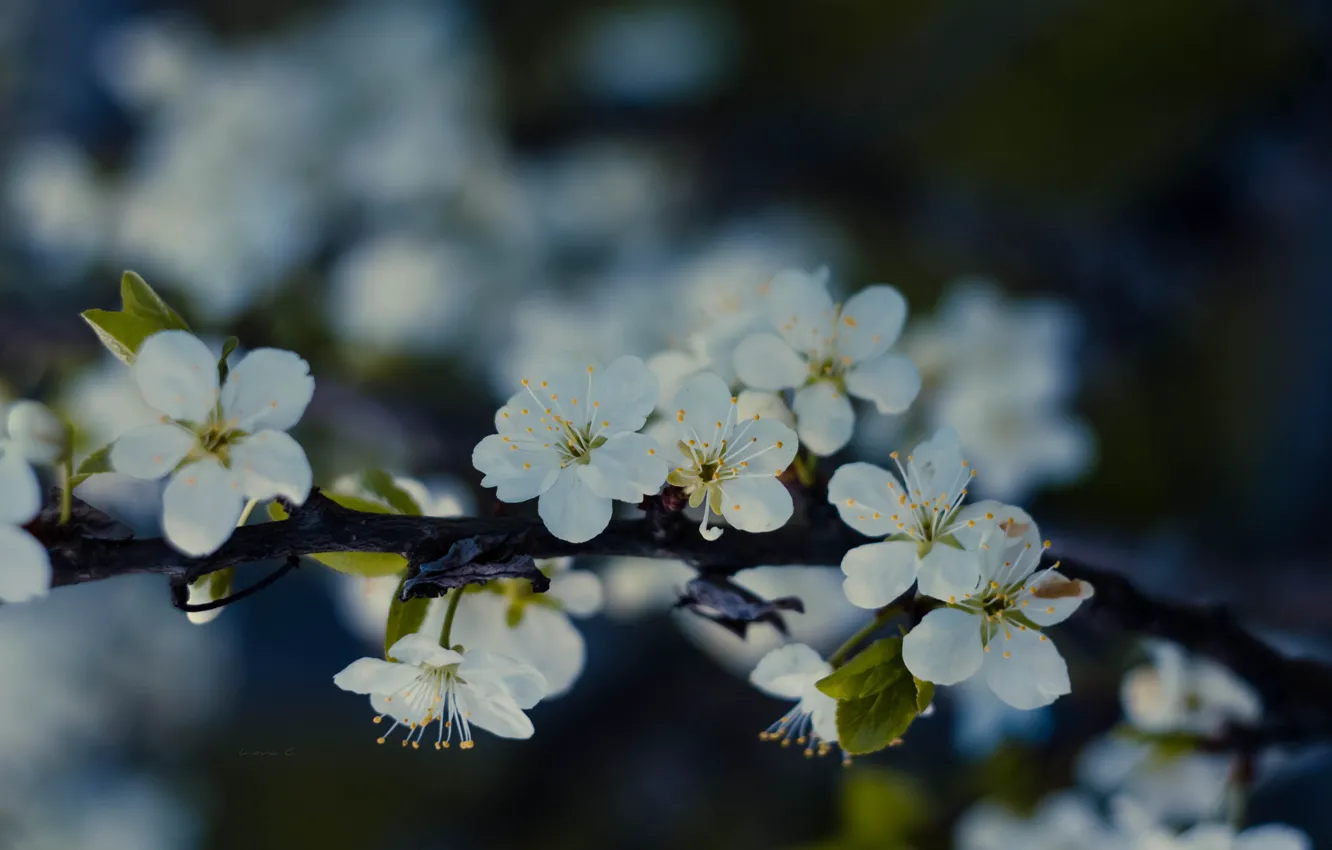 Photo wallpaper flowers, spring, Apple tree in bloom