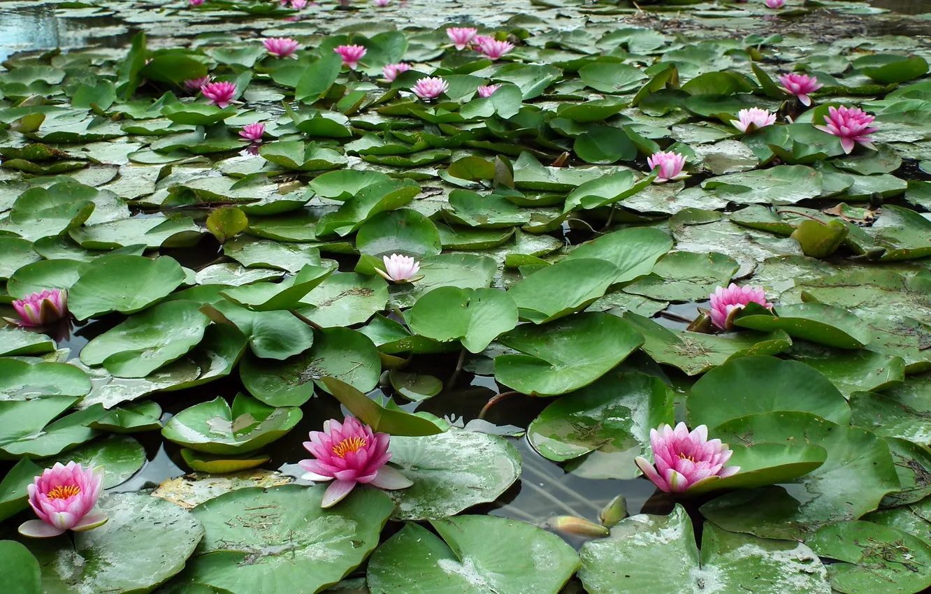 Photo wallpaper leaves, water, flowers, water lilies