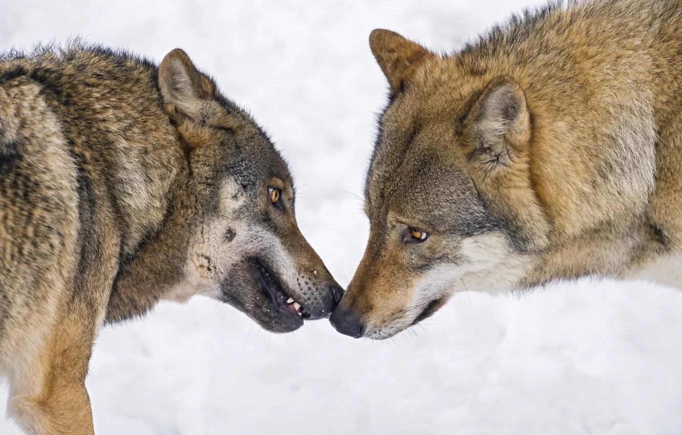 Photo wallpaper look, snow, wolf, pair, profile, ©Tambako The Jaguar