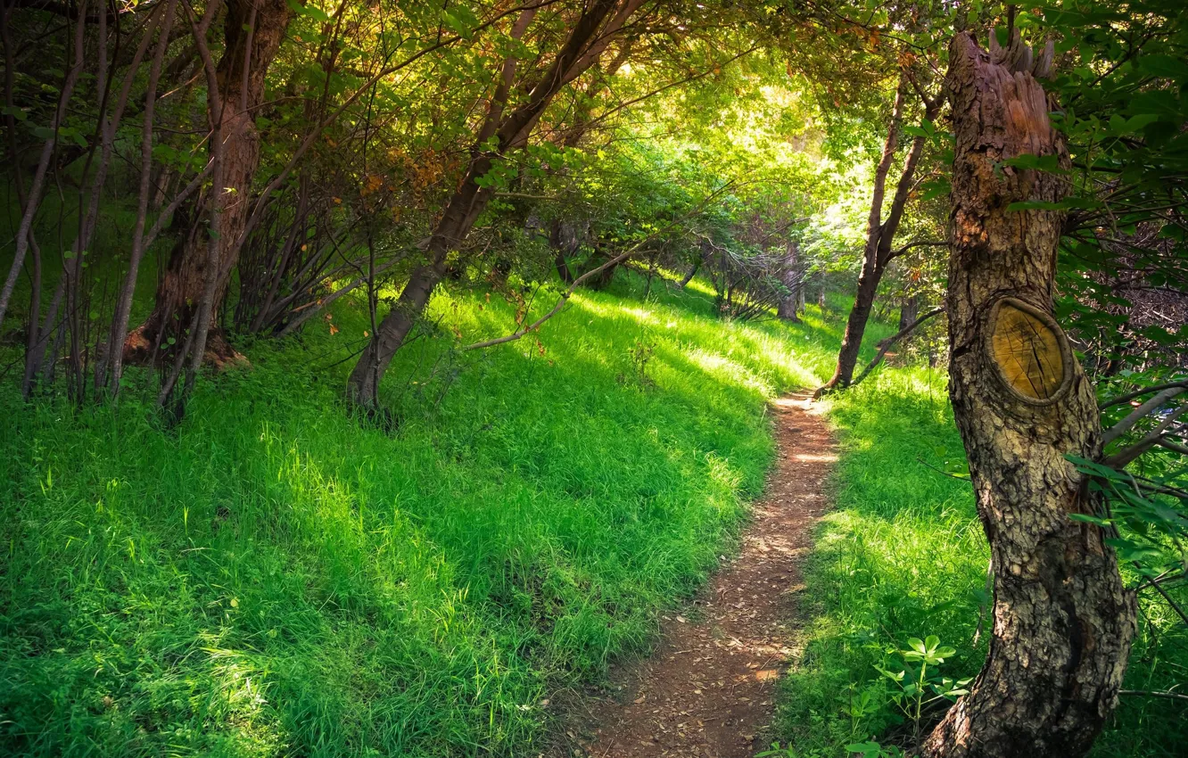 Photo wallpaper forest, trail, path, green grass