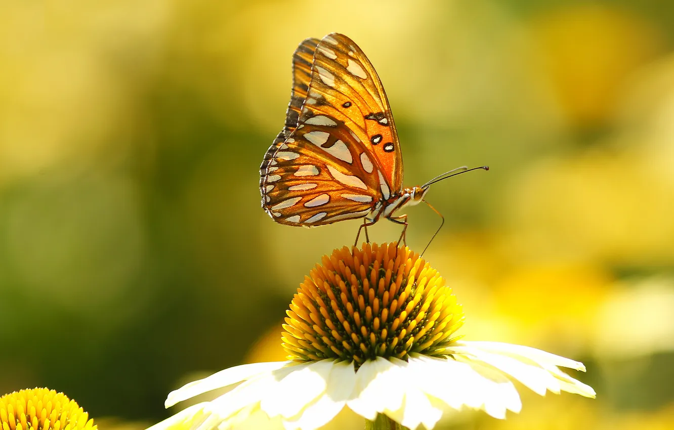 Photo wallpaper flowers, butterfly, wings, petals, insect, moth, Echinacea