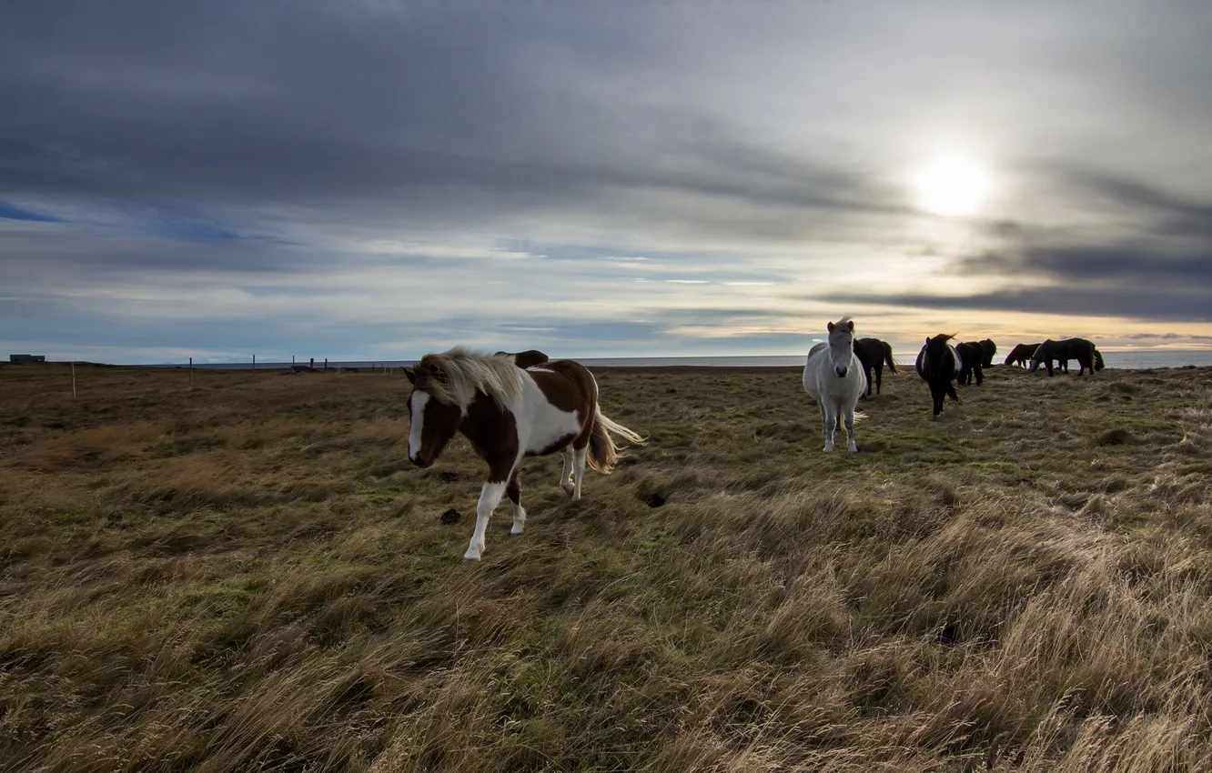 Photo wallpaper field, landscape, horse, morning