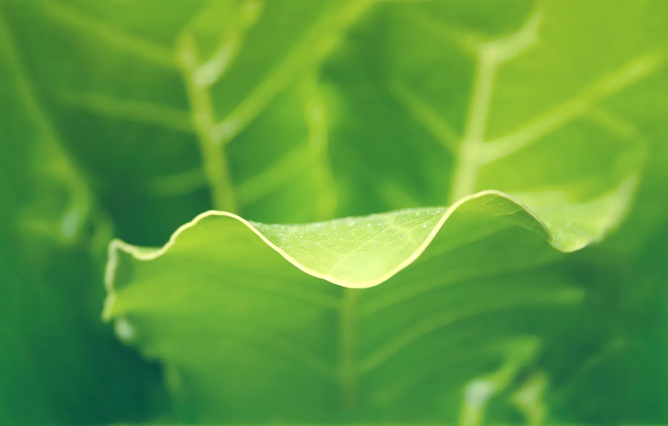 Photo wallpaper greens, leaves, macro, edge, veins