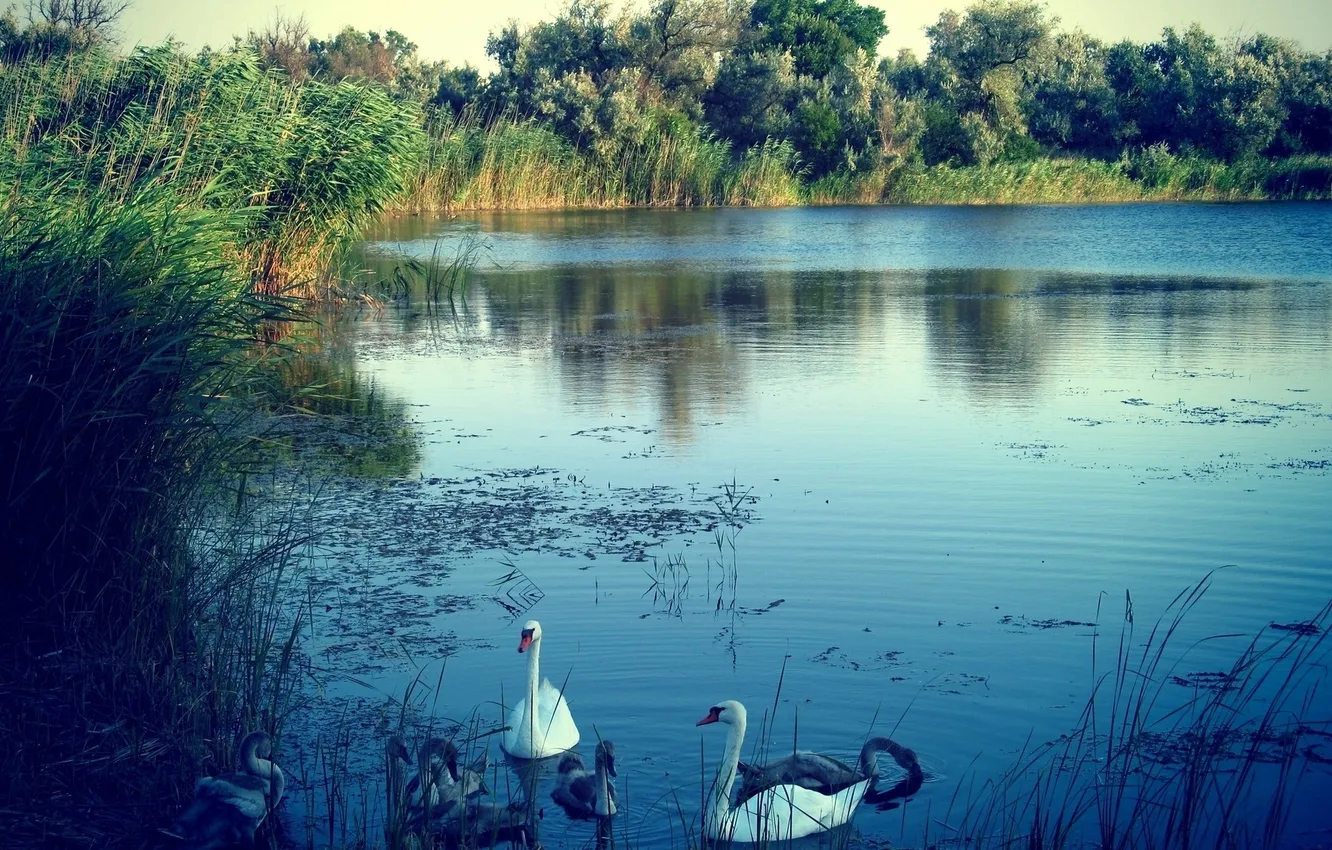 Photo wallpaper nature, lake, swans
