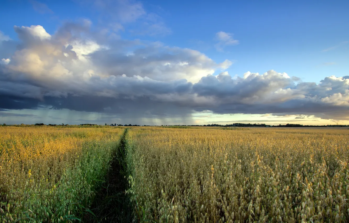 Photo wallpaper field, landscape, rain, oats
