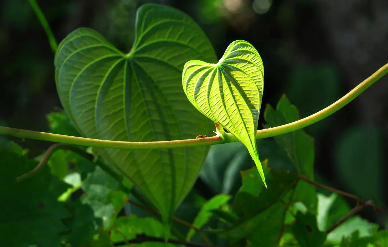Photo wallpaper leaves, nature, heart, plant