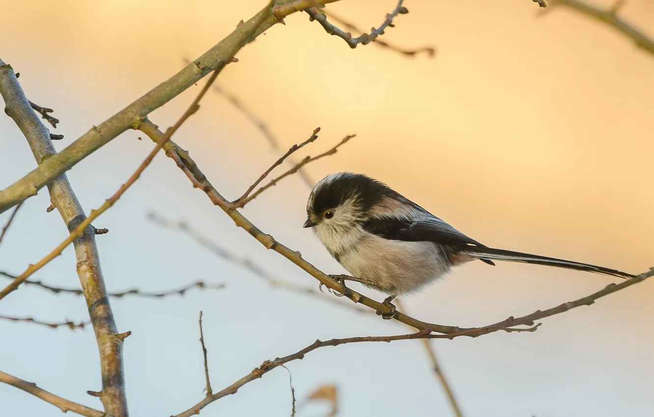 Photo wallpaper branches, bird, tit, wildlife