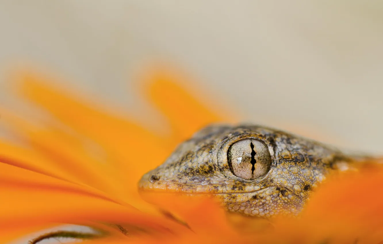 Photo wallpaper flower, macro, orange, lizard