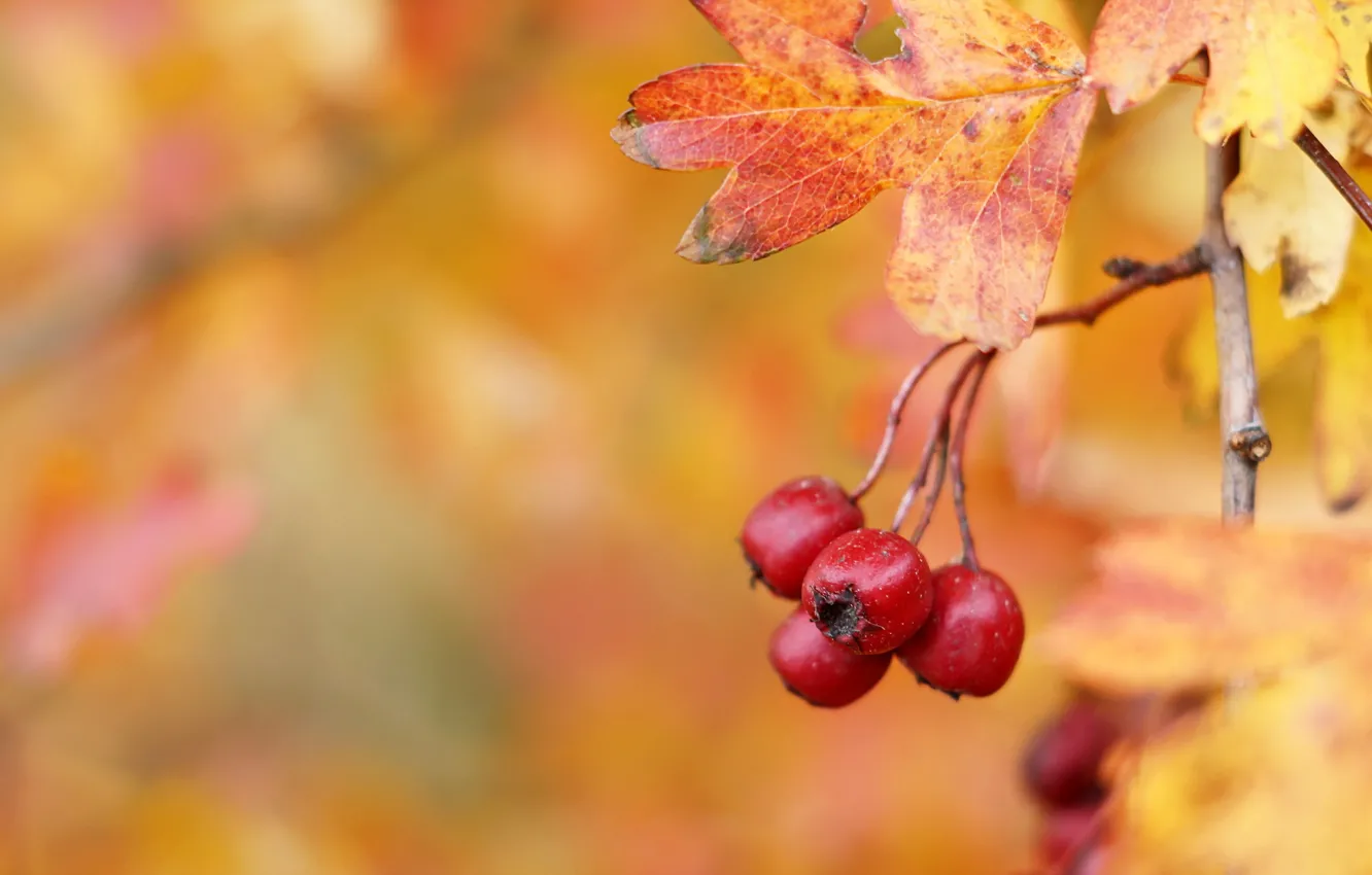 Photo wallpaper autumn, Hawthorn berries, Hawthorn