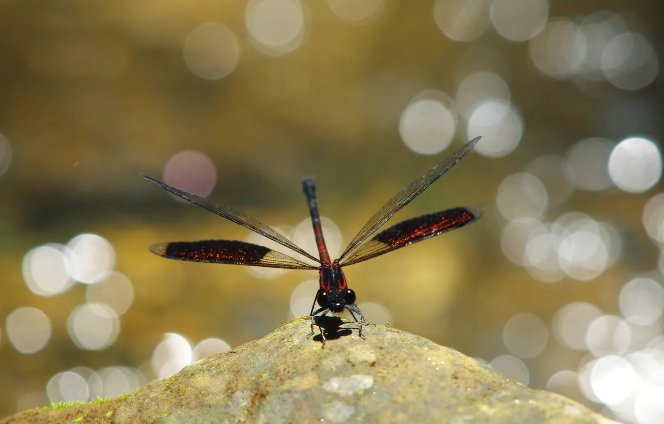Photo wallpaper glare, background, stone, dragonfly, red