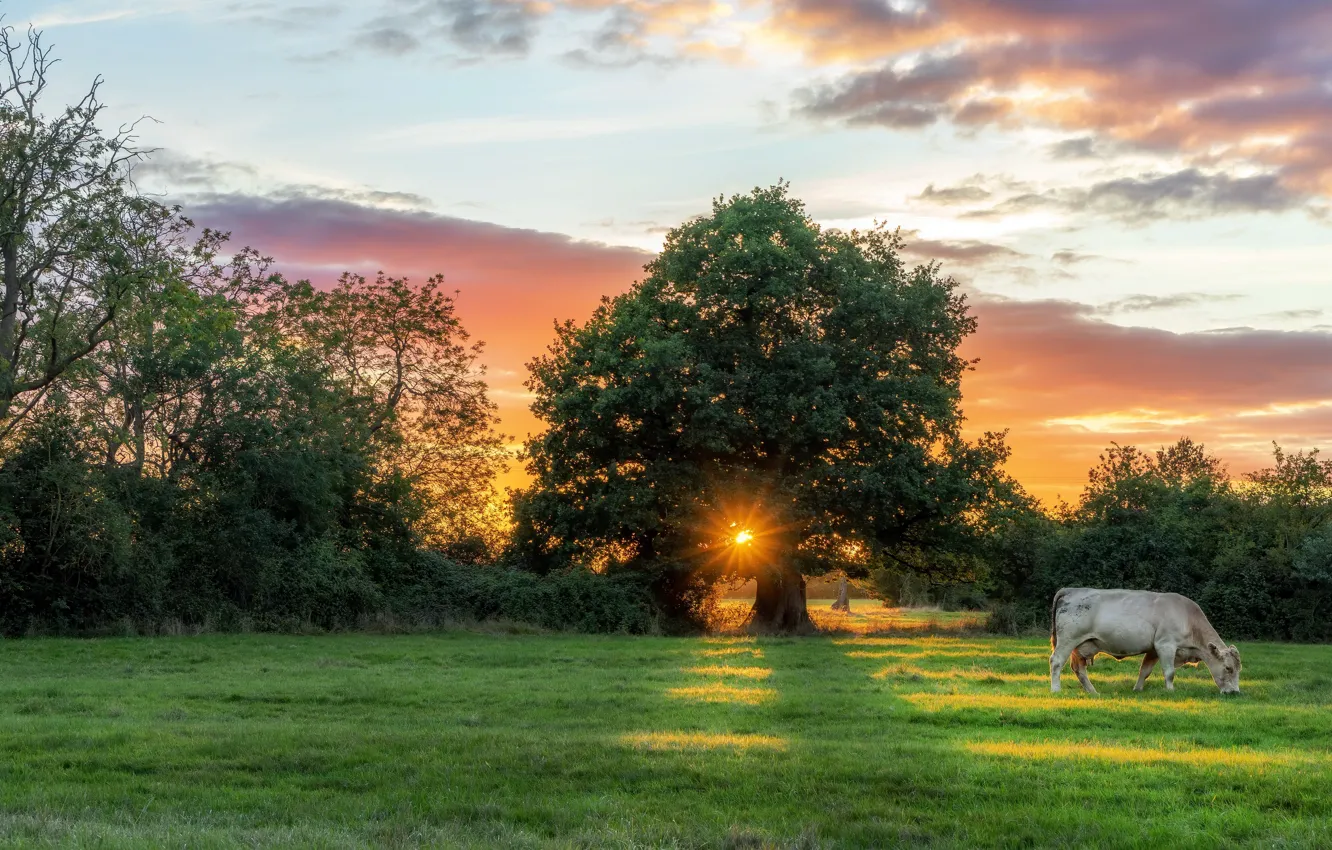 Photo wallpaper field, sunset, cow