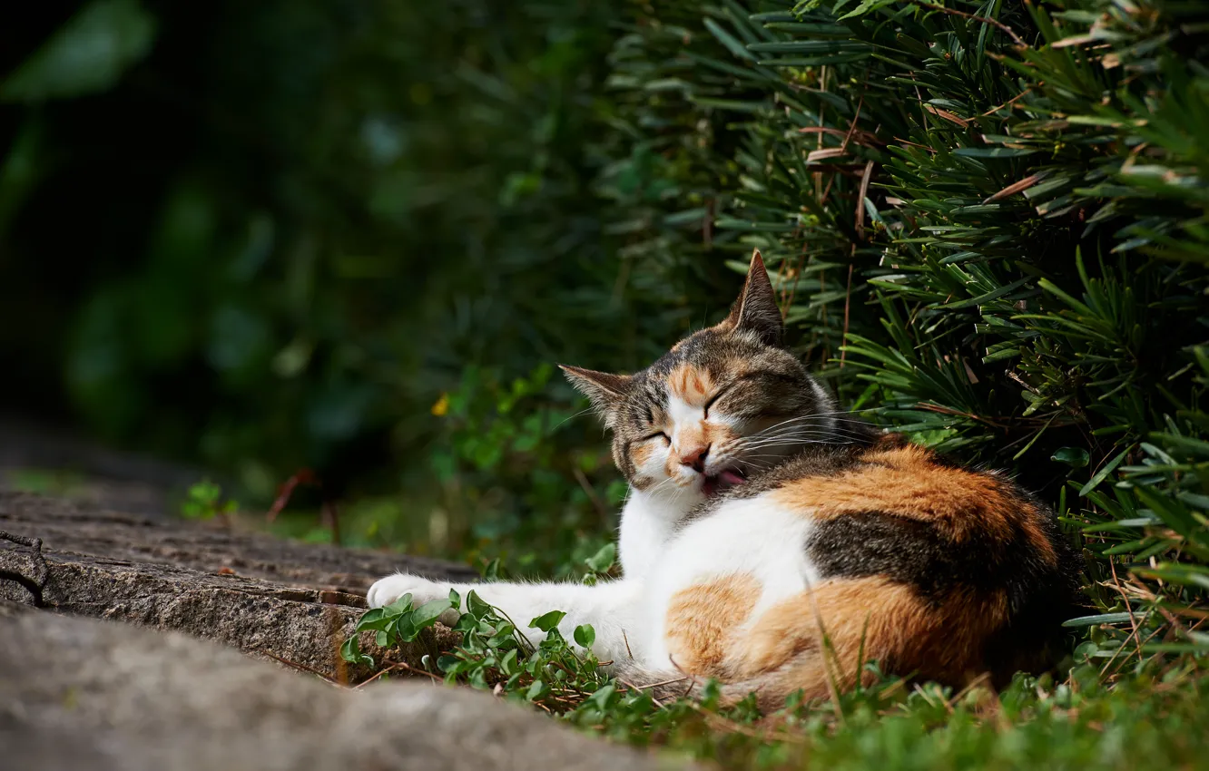 Photo wallpaper greens, language, cat, cat, washes, lying