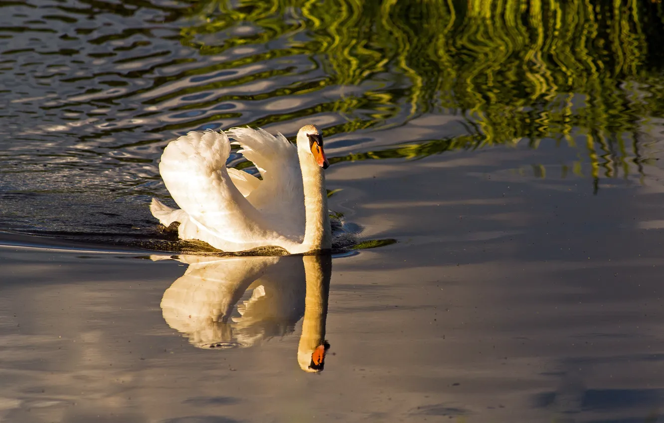 Photo wallpaper white, reflection, bird, swans, pond, swimming