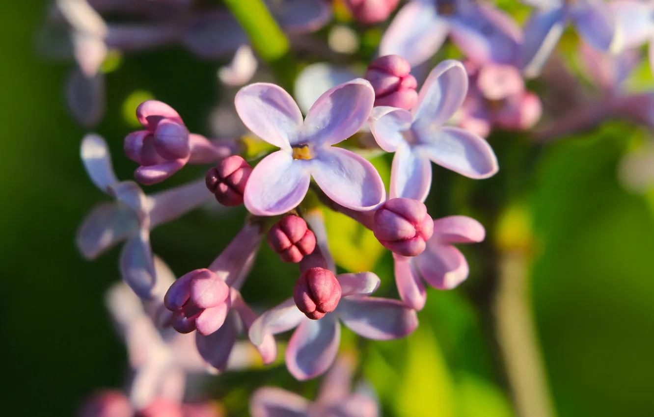 Photo wallpaper flower, spring, lilac, blooming