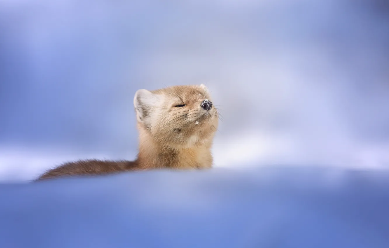 Photo wallpaper predator, Predator, sable, Sable, Picart