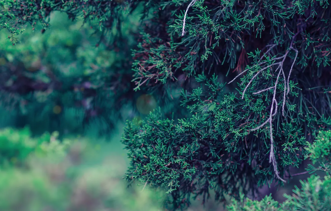 Photo wallpaper trees, branches, nature, the dark background, needles, coniferous, bokeh, thuja