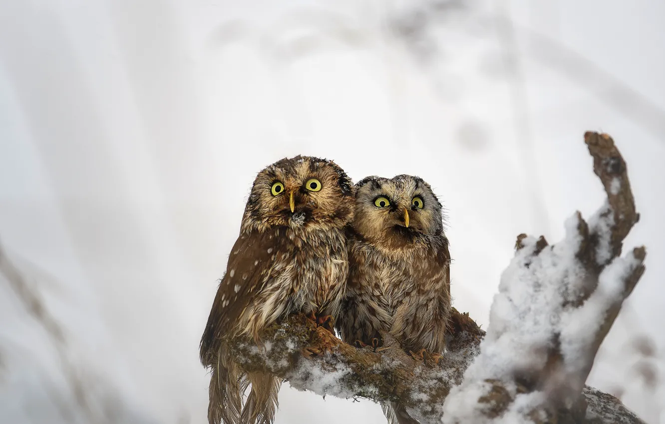 Photo wallpaper winter, trees, branches, nature, owl, bird, a couple, bitches