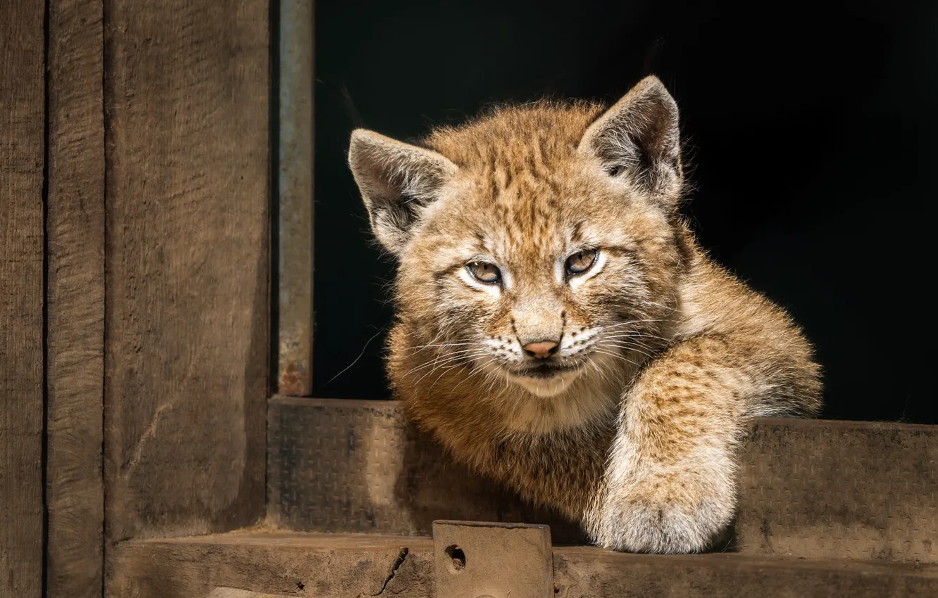 Photo wallpaper light, Board, black background, lynx, face, a small lynx