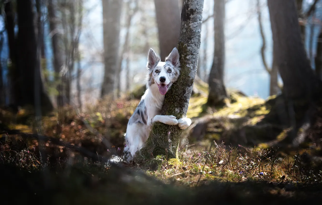 Photo wallpaper trees, nature, dog