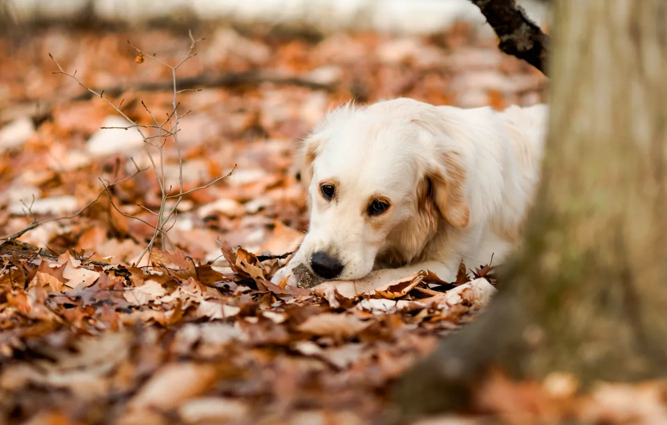 Photo wallpaper look, nature, pose, dog, face, Retriever