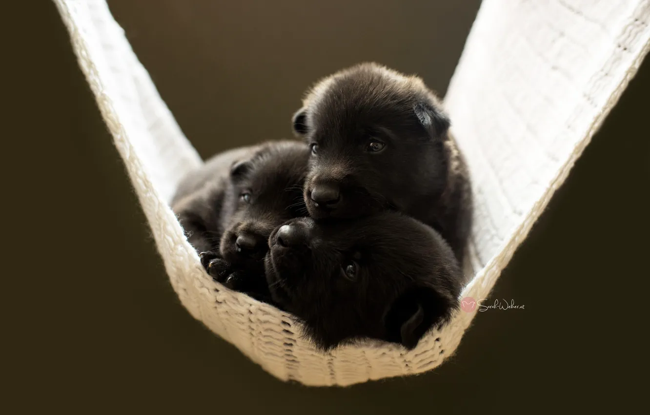 Photo wallpaper comfort, dog, puppy